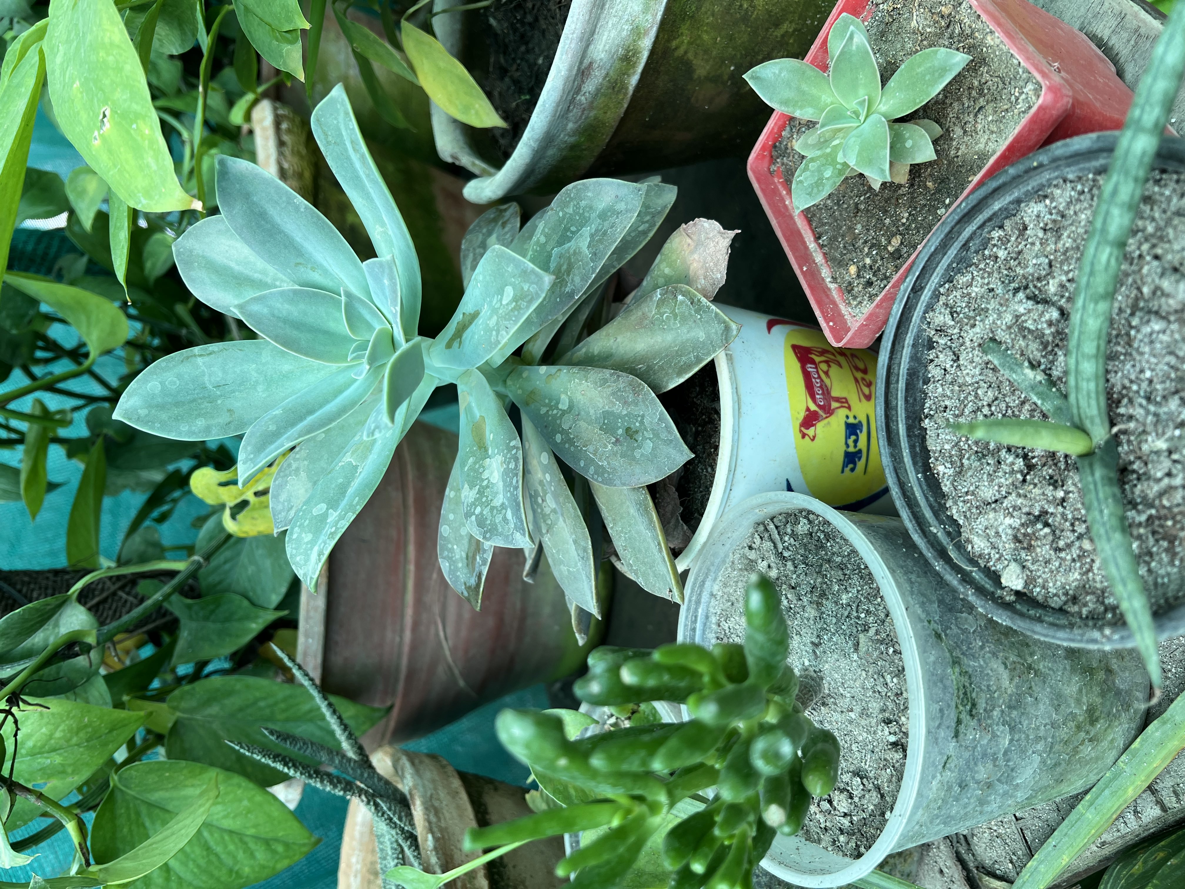 Utpala Nursery
