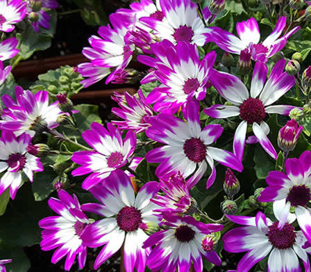 Utpala flowers