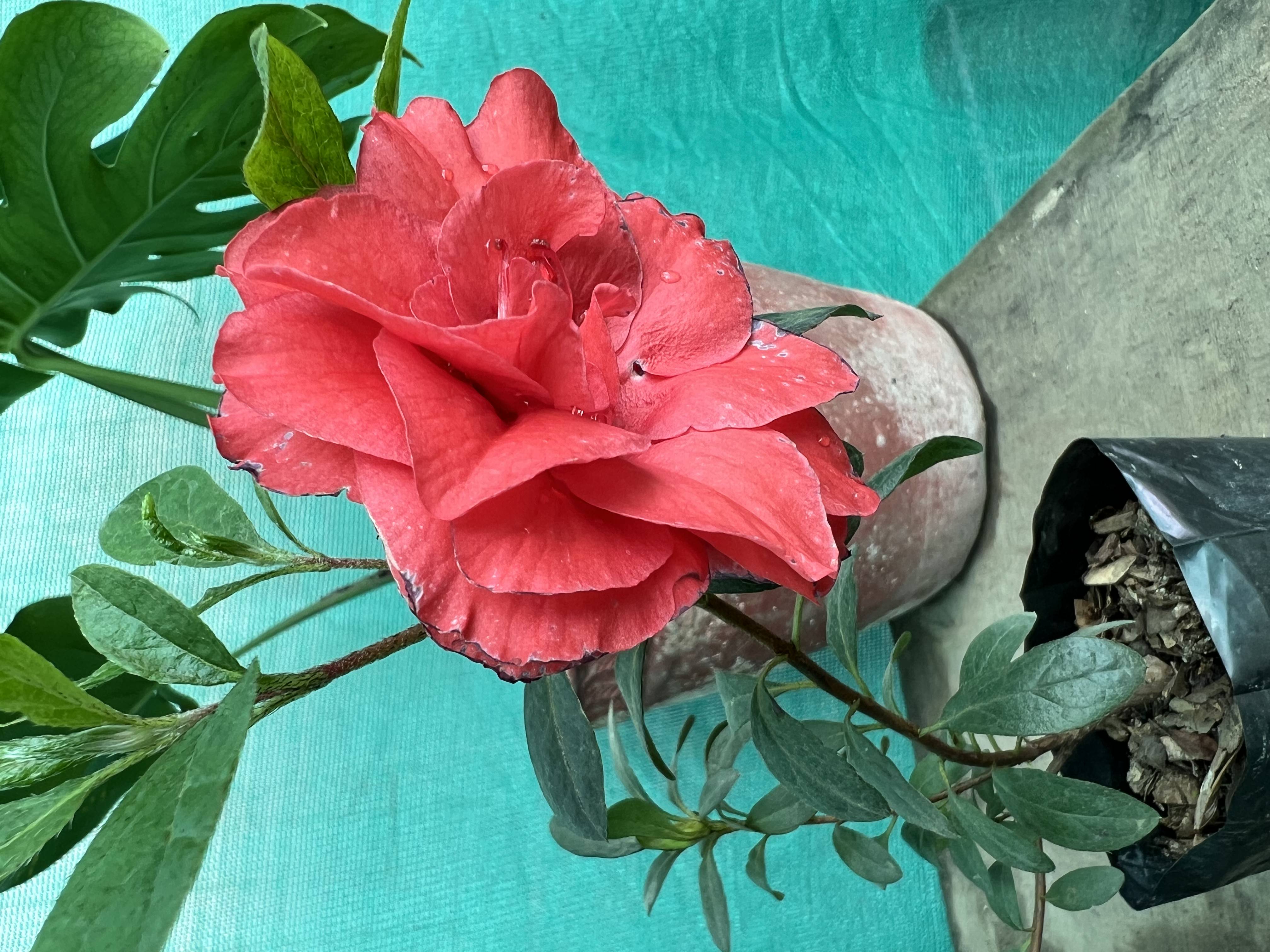Utpala flowers