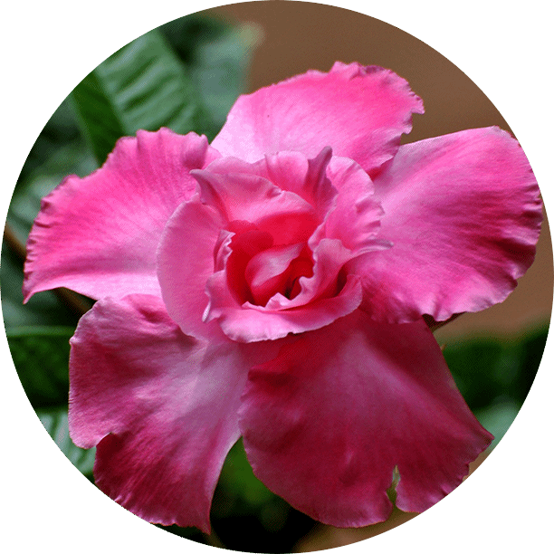 Utpala Flower
