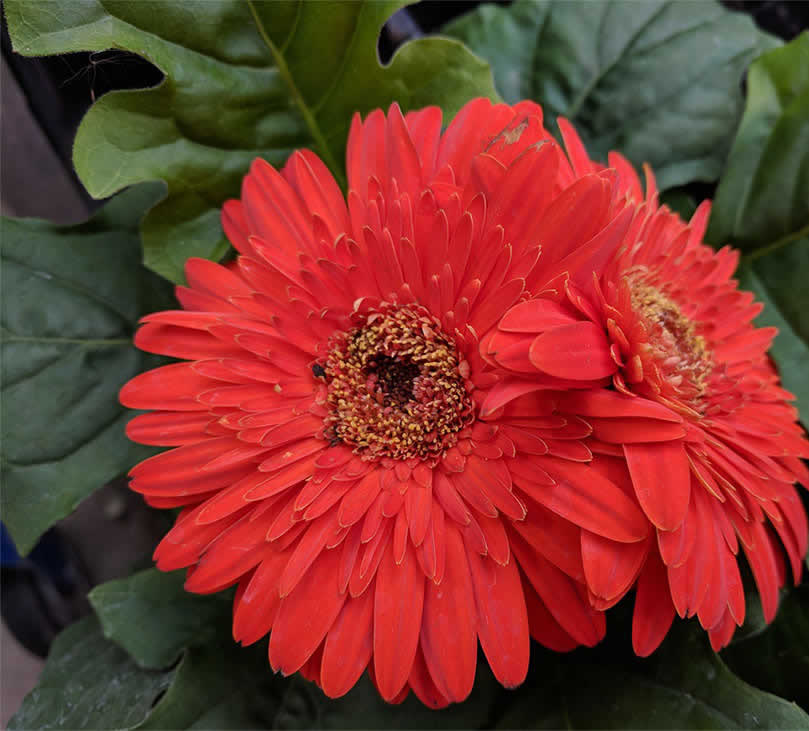 Utpala flowers