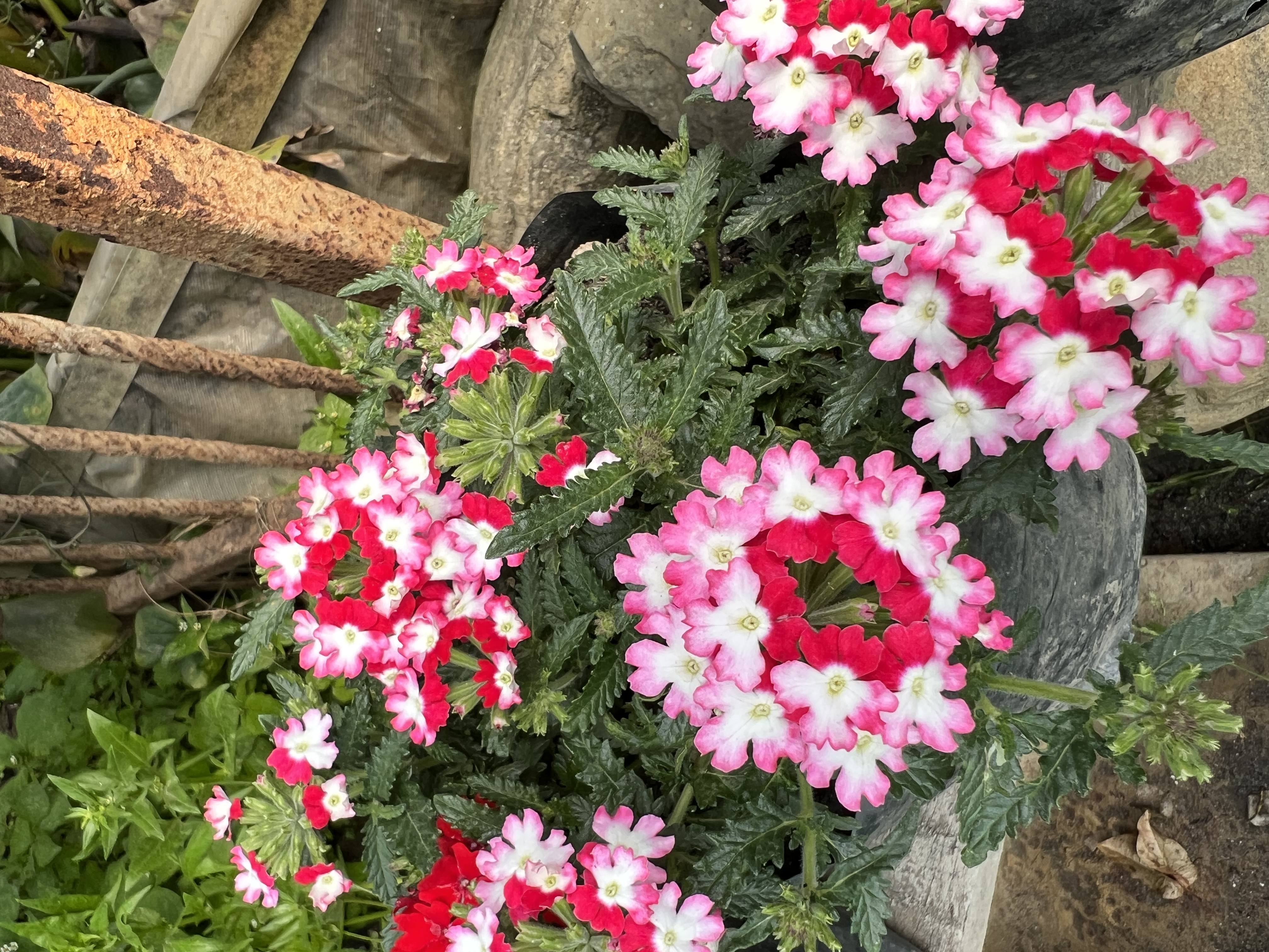 Utpala flowers