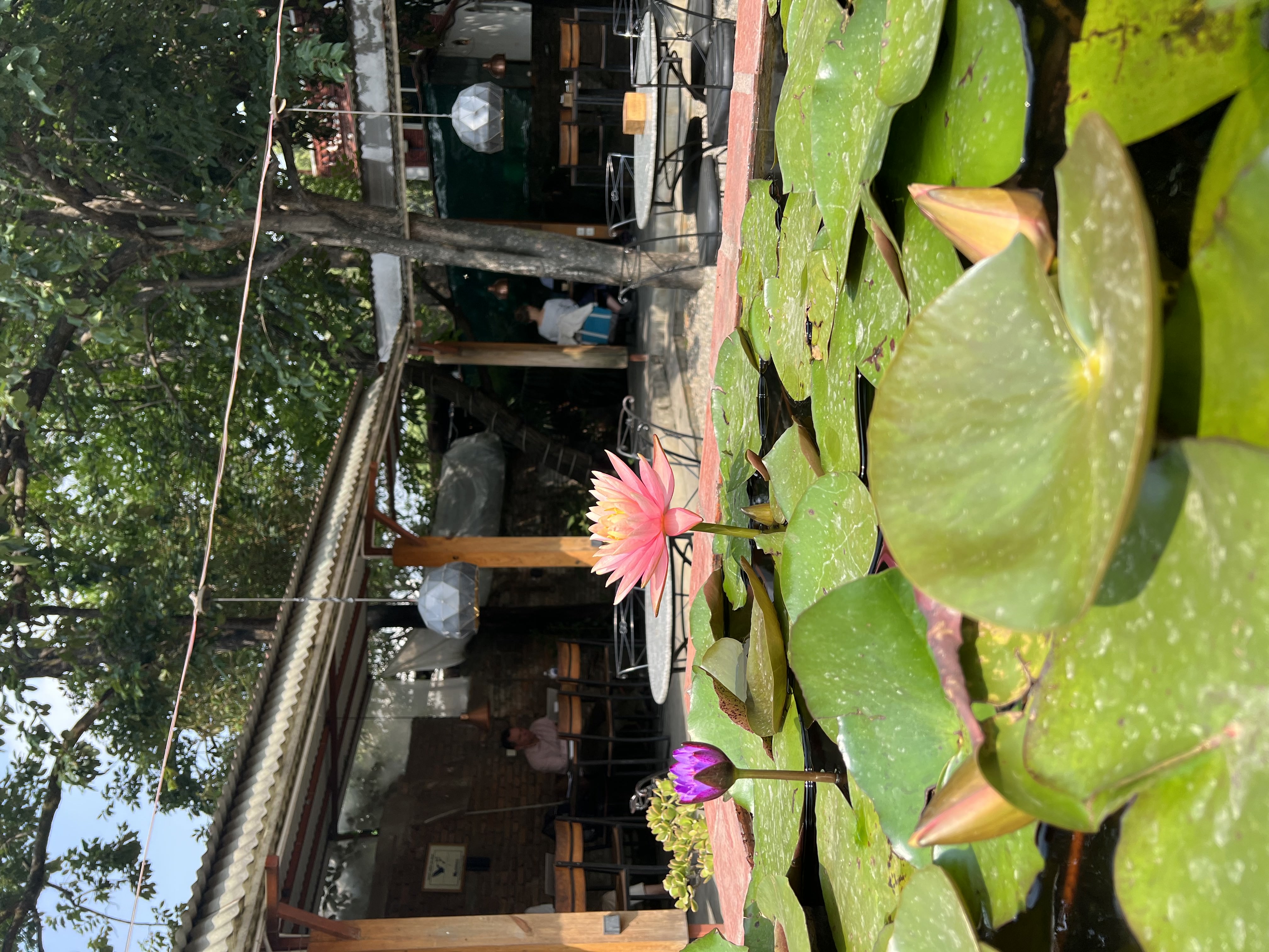 Utpala flowers