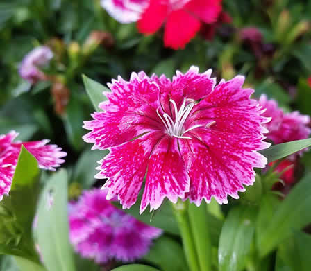 Utpala flowers