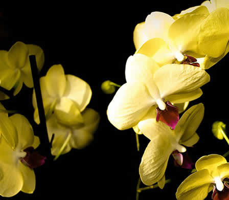 Utpala flowers