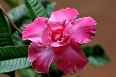 Utpala flowers