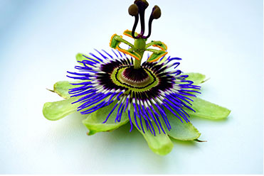 Utpala flowers